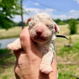 Girl 2 - Black collar - Orange female Lagotto Romagnolo puppy in Ashland, Ohio from SS Australian Shepherds