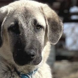 Anatolian Shepherd Dogs from Wild Rooster Family Farm