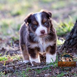 Miniature American Shepherd, Miniature Australian Shepherd, and Toy Australian Shepherd Puppies from Best Little Aussies