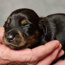 Penny black and tan female - Black and tan female Dachshund puppy in Trade, Tennessee from TN Miniature Dachshunds & Basset Hounds