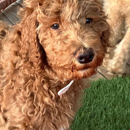 Ironman - Poodle puppy in Dripping Springs, Texas from Petras Poodle Pharm Atx