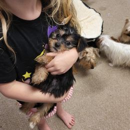 Yorkshire Terrier Puppies from Glitter And Glitz Yorkies