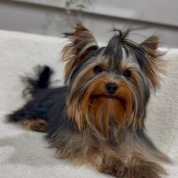 Yorkshire Terrier puppies from Noble Pets