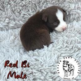 Tejas - Red & white male Toy Australian Shepherd puppy in Jaroso, Colorado from Heaven Sent Aussies
