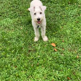 Jack - Miniature Schnauzer