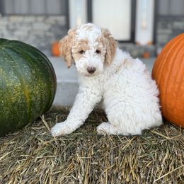 Orange - Parti male Poodle puppy in Tecumseh, Nebraska from Double Down Doodles & Poodles