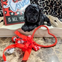 Aussiedoodle, Australian Shepherd, Bernedoodle, Cockapoo, and Poodle Puppies from Sis' Doodles & Poodles
