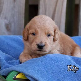Kip - Apricot male Goldendoodle puppy in Lebanon, Missouri from Knapp's Paw Prints