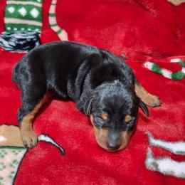 Smokey - Black and rust male Miniature Pinscher puppy in Grove, Oklahoma from K&J's Min Pins Of Grand Lake