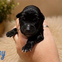 Walker - Black and white male Aussiedoodle puppy in Abbeville, South Carolina from Double E Doodles