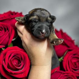 Chubby Hubby - Sable male German Shepherd puppy in Oakland, Oregon from VHM German Shepherds