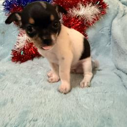 Siren AKC - Black and white female Chihuahua puppy in Seneca, Missouri from Stephanie’s Puppy Colony