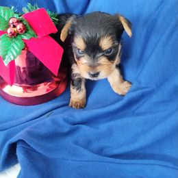 Boy 2 - Black and gold male Yorkshire Terrier puppy in St. Louis, Missouri from Yorkieville Kennel