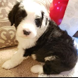 Sheepadoodle Puppies from Oak Valley Kennels