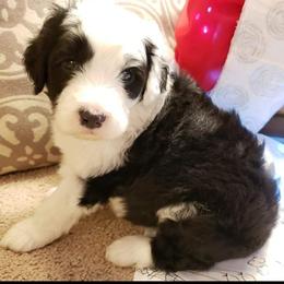 Sheepadoodle Puppies from Oak Valley Kennels