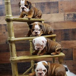 Bulldogs and French Bulldogs from AdoraBull Bulldogs
