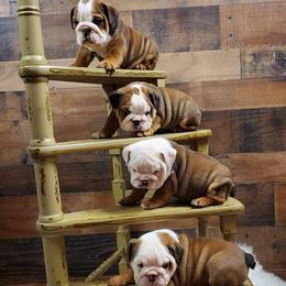Bulldogs and French Bulldogs from AdoraBull Bulldogs