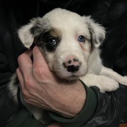 Soul - Blue merle male Border Collie puppy in Memphis, New York from Dual Traxx Border Collies