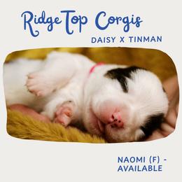 Naomi - Black and tan female Pembroke Welsh Corgi puppy in South Otselic, New York from Ridge Top Corgis