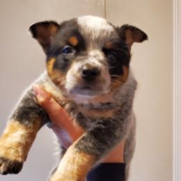 Full mask female - Blue speckled female Australian Cattle Dog puppy in Lenoir, North Carolina from Blue Coyote Ranch