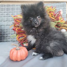Boy 2 - Blue brindle male Pomeranian puppy in Victorville, California from Star Kid Poms