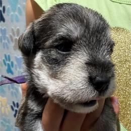 Lily - Salt and pepper female Miniature Schnauzer puppy in Frankford, Delaware from Miniature Schnauzers of Delmarva