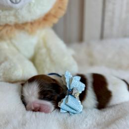 Daniel - Red and white male Shih Tzu puppy in Glens Falls, New York from Shih Tzus N Giggles