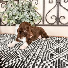Saturn - Brown and white female Aussiedoodle puppy in Beaver, Utah from Rocky Ridge Ranch