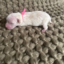 Nani - White female Maltese puppy in Steele, Alabama from Mountaintop Paws