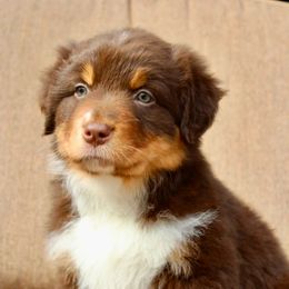 Australian Shepherd Puppies from AW Standard Aussies