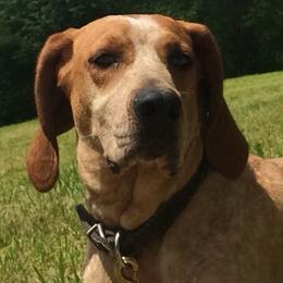American English Coonhounds and Plotts from Hunter Booth