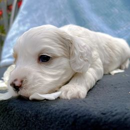 Cockapoo and Pomeranian Puppies from Luna Kennel
