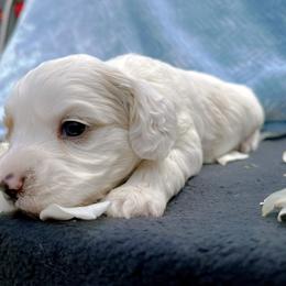 Cockapoo and Pomeranian Puppies from Luna Kennel