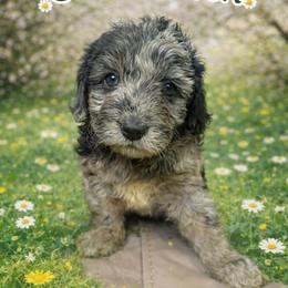 Colin dark green - Merle male Goldendoodle puppy in North Branch, Michigan from Graceful Miniature Goldendoodles