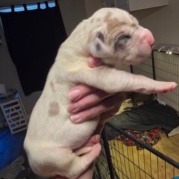 Banana Cream pie - Harlequin male Great Dane puppy in Monroe County, Pennsylvania from Poke-A-Nose Danes