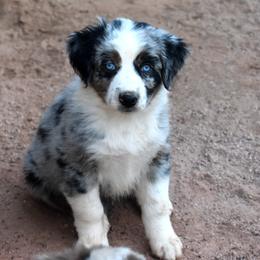 Havi - Blue merle female Australian Shepherd puppy in San Tan Valley, Arizona from Mott Ranch - Blazin' Sun Aussies