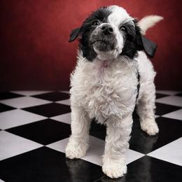 Mad Hatter - Black and white male Chinese Crested puppy in Destin, Florida from Fairy Tale Cresteds