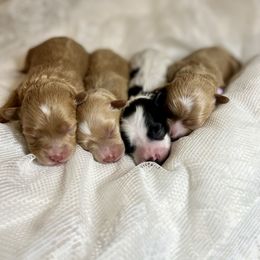 Maltipoo Puppies from Puppyzenn