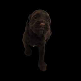 Rory - Chocolate male Double Doodle puppy in Lynden, Washington from Cloud Nine Doodles
