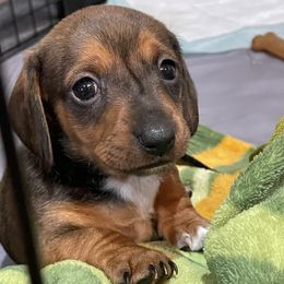 Dachshund Puppies from Harper’s Waggin Winnie’s