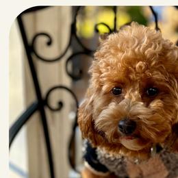 Maui - Goldendoodle