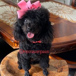 Precious - Poodle