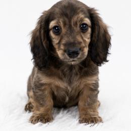 Bernie - Brindle male Dachshund puppy in Desloge, Missouri from Snows Doxies