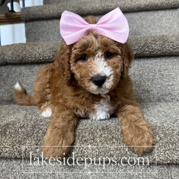 Pink Girl - Apricot female Goldendoodle puppy in Dacula, Georgia from Lakeside Pups