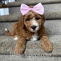 Pink Girl - Apricot female Goldendoodle puppy in Dacula, Georgia from Lakeside Pups