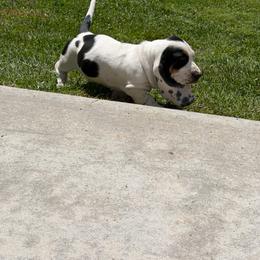 Pink collar - Black tan and white female Basset Hound puppy in Manchester, Tennessee from Middle TN Leopard Catahoulas and Middle TN Bassett Hounds