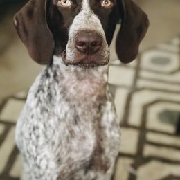 German Shorthaired Pointer All Grown Up from OutBark Dogs & Kennels
