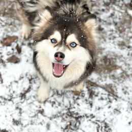 Lotus - Pomsky
