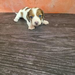 Girl 2 - Piebald female Dachshund puppy in Fallon, Nevada from Butterbean Dachshunds