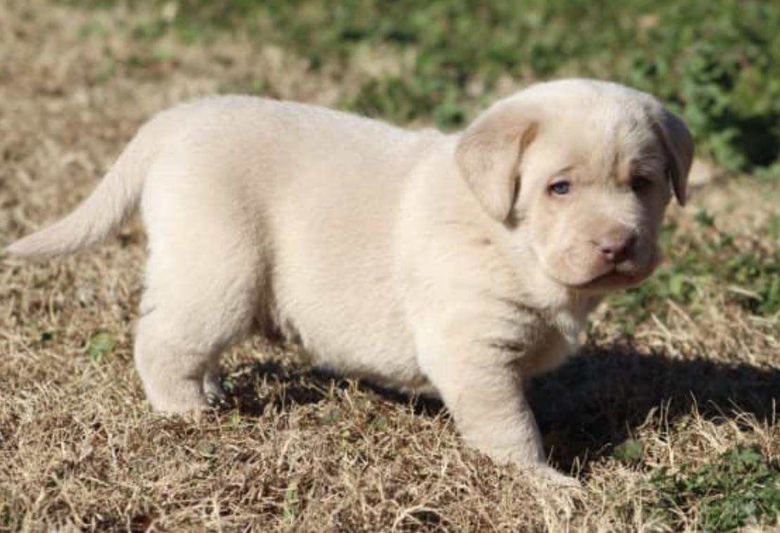 Charcoal And Silver Labs in Arkansas Labrador Retriever and Dilute